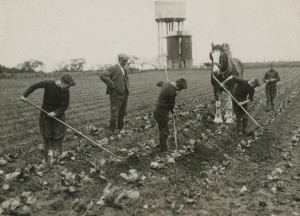 HOSP/STAN/11/1/51 Boys at work on the farm