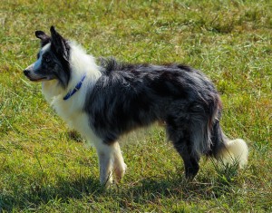 A Border Collie dog